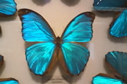 モルフォ蝶の標本